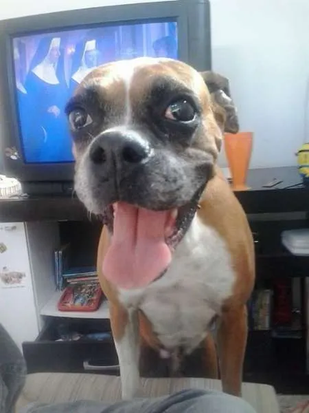 Cachorro ra a Boxer idade 6 ou mais anos nome Bela GRATIFICA