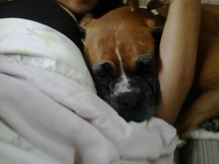 Cachorro ra a Boxer idade 6 ou mais anos nome Bela GRATIFICA