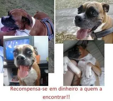 Cachorro ra a Boxer idade 6 ou mais anos nome Bela GRATIFICA