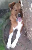 picolé
