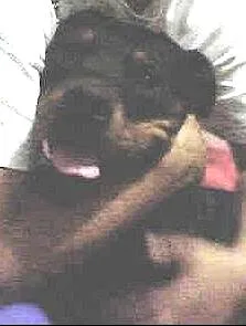 Cachorro raça Rottweiler idade 6 ou mais anos nome Zeus