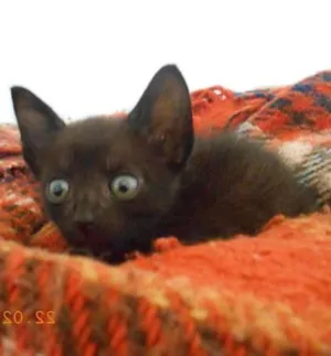 Gato raça SRD idade 2 a 6 meses nome Faísca