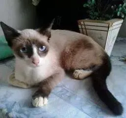 Gato raça  idade 2 a 6 meses nome Sem nome