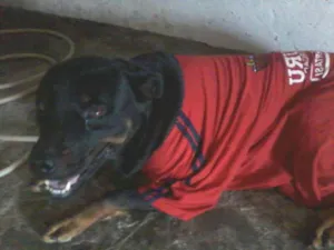 Cachorro raça Rottweiler idade 6 ou mais anos nome Kiara