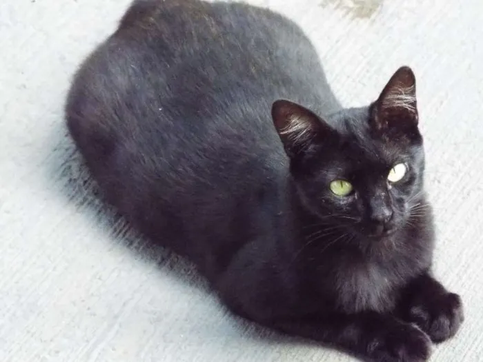 Gato raça NAO SEI idade 7 a 11 meses nome FIONA