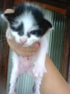 Gato raça mestiços idade Abaixo de 2 meses nome filhotes