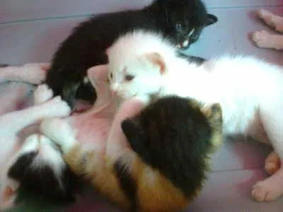 Gato ra a mestiços idade Abaixo de 2 meses nome filhotes