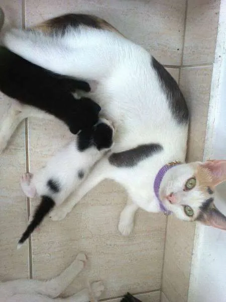 Gato ra a mestiços idade Abaixo de 2 meses nome filhotes