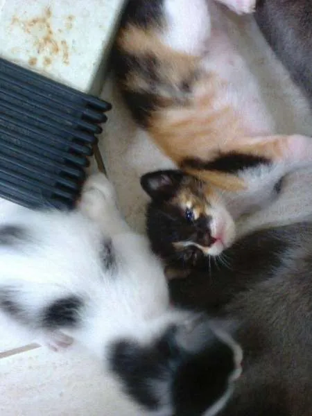 Gato ra a mestiços idade Abaixo de 2 meses nome filhotes