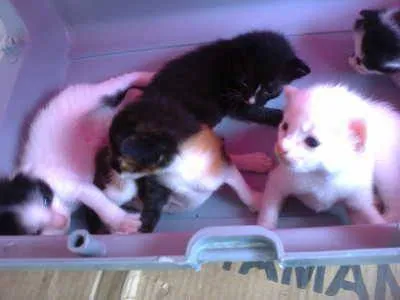 Gato ra a mestiços idade Abaixo de 2 meses nome filhotes