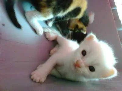 Gato ra a mestiços idade Abaixo de 2 meses nome filhotes