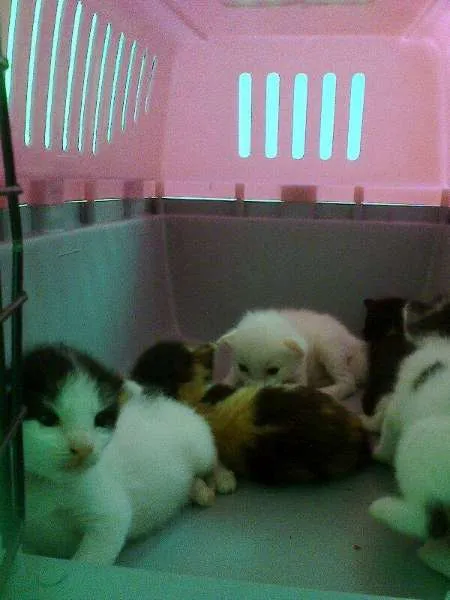 Gato ra a mestiços idade Abaixo de 2 meses nome filhotes