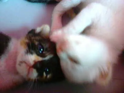 Gato ra a mestiços idade Abaixo de 2 meses nome filhotes