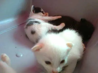 Gato ra a mestiços idade Abaixo de 2 meses nome filhotes