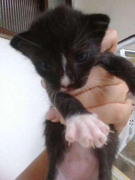 Gato ra a mestiços idade Abaixo de 2 meses nome filhotes