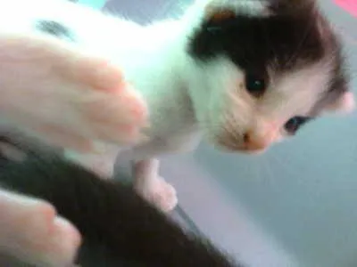 Gato ra a mestiços idade Abaixo de 2 meses nome filhotes