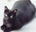 FIONA