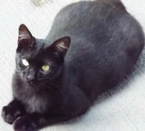 Gato raça NAO SEI idade 7 a 11 meses nome FIONA