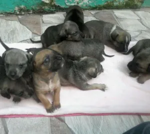 Cachorro raça sem raça idade Abaixo de 2 meses nome sem nome