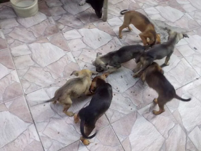 Cachorro raça sem raça idade Abaixo de 2 meses nome sem nome