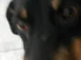Tobi