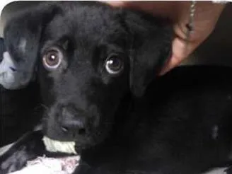 Cachorro raça SRD idade 2 a 6 meses nome Thor