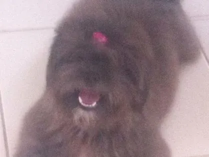 Cachorro ra a Lhasa apso idade  nome Sem nome