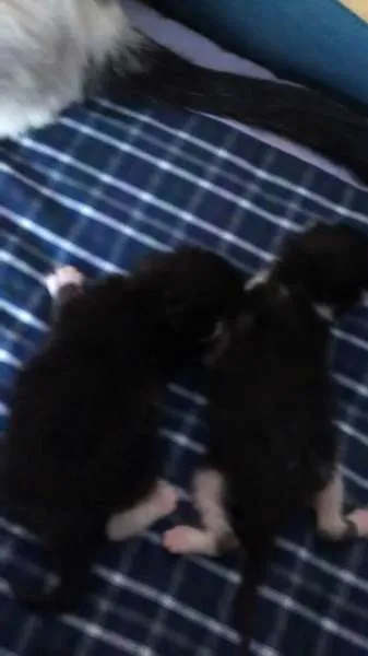 Gato ra a gata e 2 filhotes idade  nome não sabemos