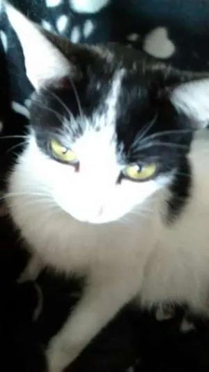 Gato raça gata e 2 filhotes idade  nome não sabemos