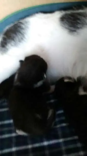 Gato ra a gata e 2 filhotes idade  nome não sabemos