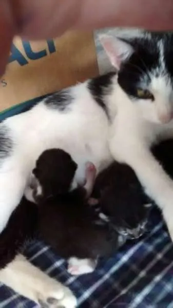 Gato ra a gata e 2 filhotes idade  nome não sabemos