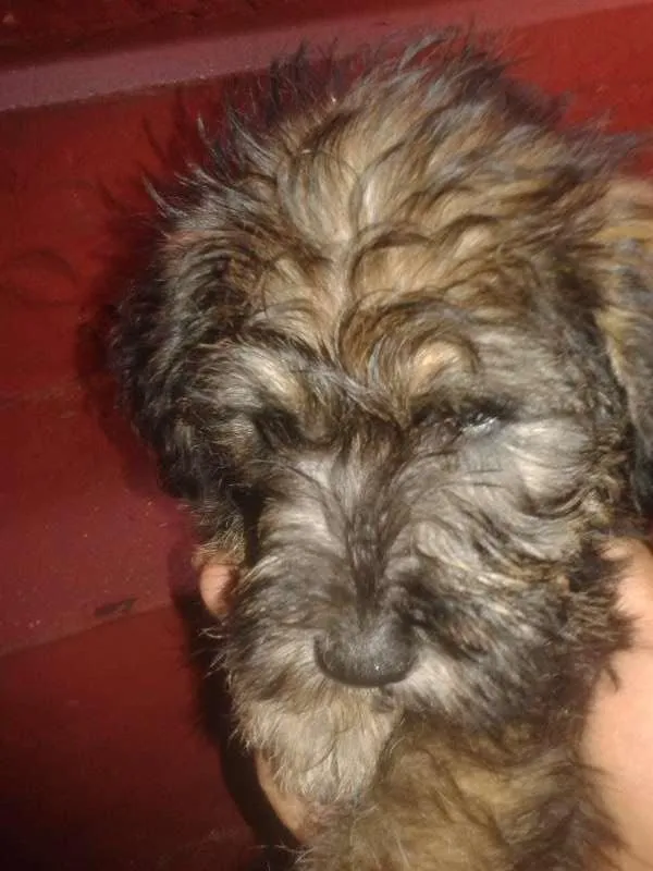 Cachorro ra a indefinido idade  nome princesa