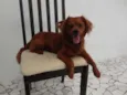 caramelo