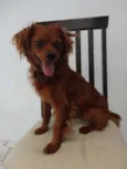 caramelo