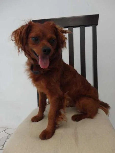 Cachorro ra a SRD idade 2 anos nome caramelo
