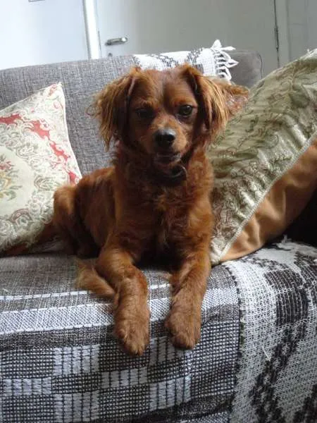 Cachorro ra a SRD idade 2 anos nome caramelo