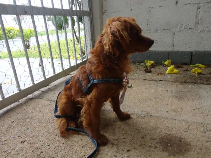 Cachorro ra a SRD idade 2 anos nome caramelo