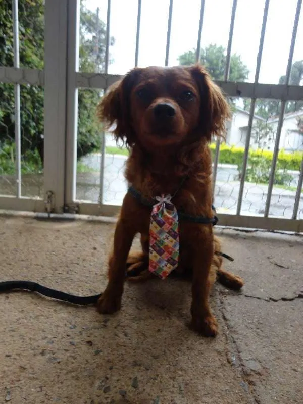 Cachorro ra a SRD idade 2 anos nome caramelo