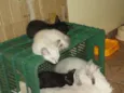 Flash, Fumaça, Pret