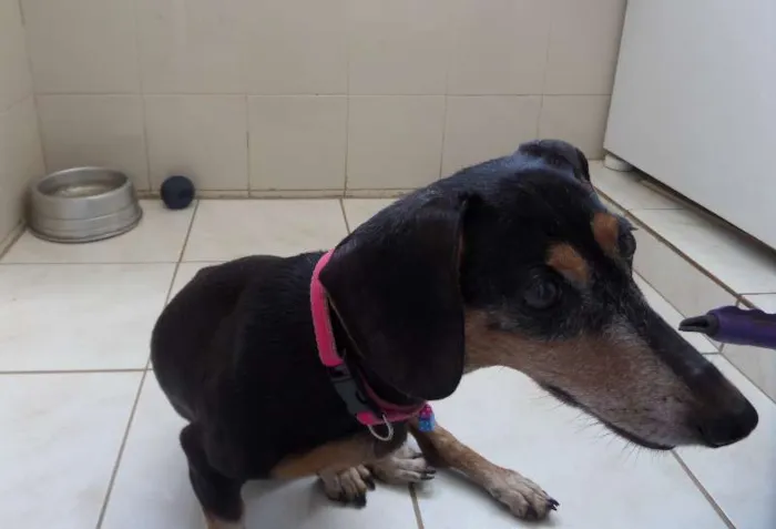 Cachorro ra a dachshund idade 6 ou mais anos nome Pichula
