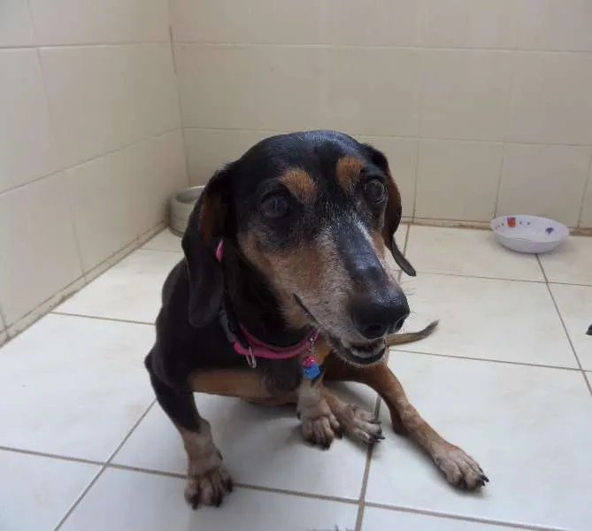 Cachorro ra a dachshund idade 6 ou mais anos nome Pichula