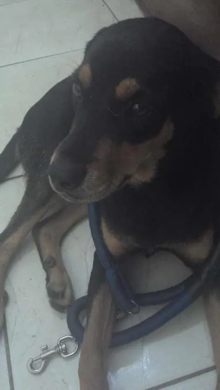 Cachorro raça Mestiça idade 1 ano nome Doroteia