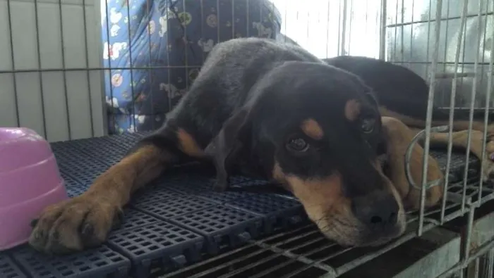 Cachorro raça Mestiça idade 1 ano nome Doroteia
