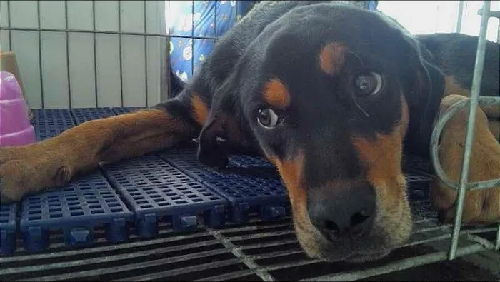 Cachorro raça Mestiça idade 1 ano nome Doroteia