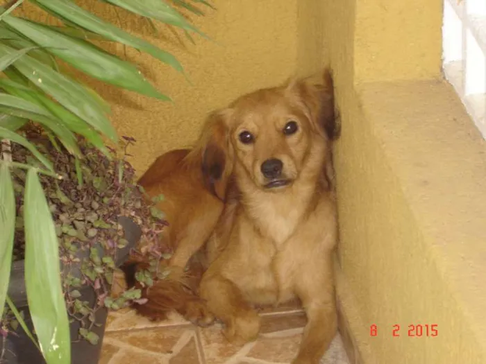 Cachorro ra a vira-latas idade 1 ano nome sem nome