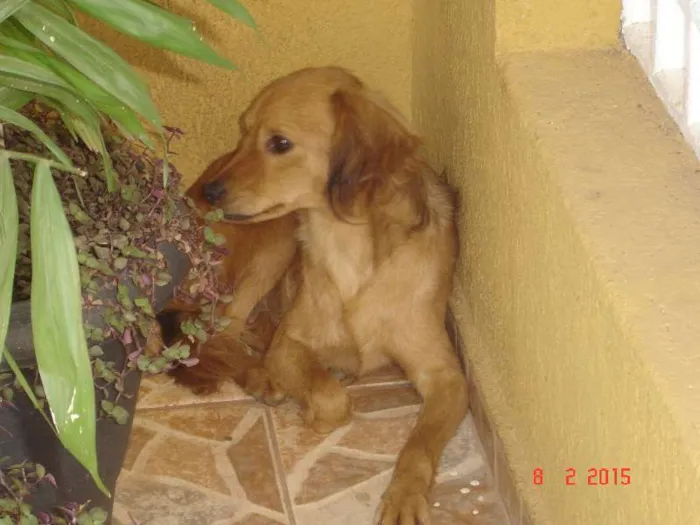 Cachorro ra a vira-latas idade 1 ano nome sem nome