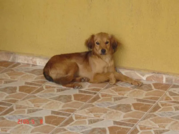 Cachorro ra a vira-latas idade 1 ano nome sem nome