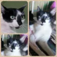Bela