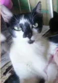 Bela