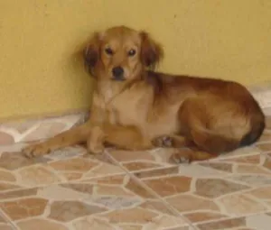 Cachorro raça vira-latas idade 1 ano nome sem nome